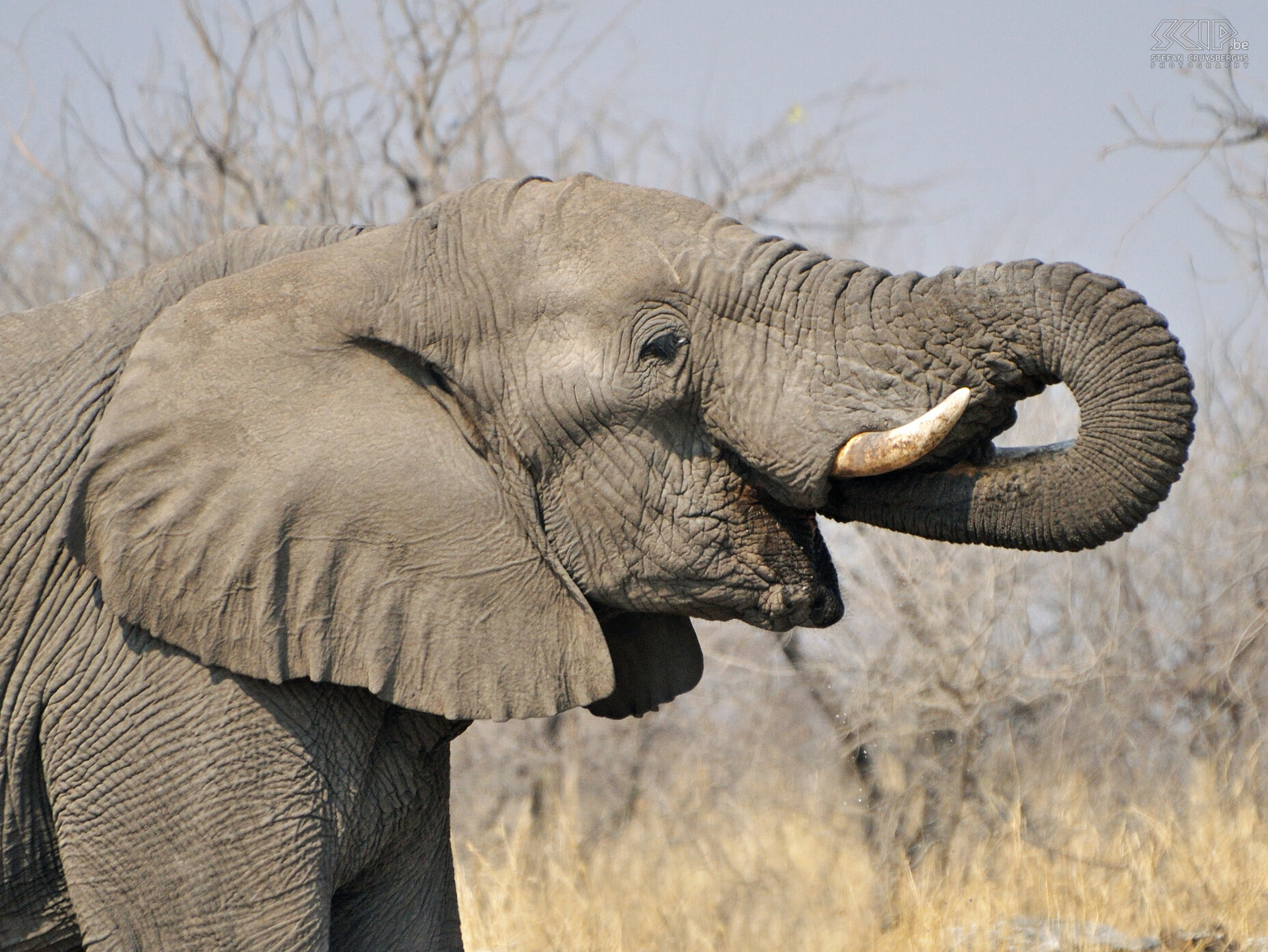 Etosha - Kalkheuvel - Olifant  Stefan Cruysberghs